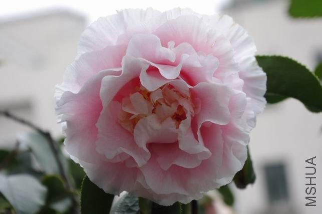 ������С IMGP1197.JPG