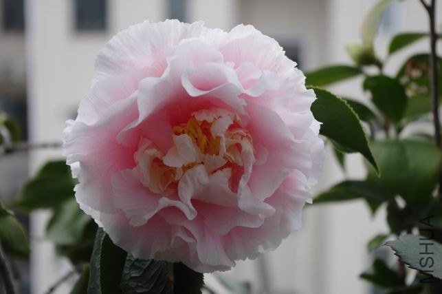 ������С IMGP1218.JPG