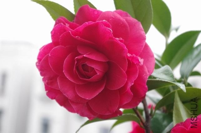 ������С IMGP1001.JPG