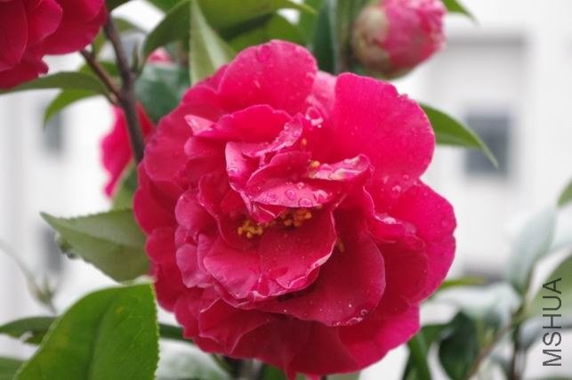 ������С IMGP1002.JPG