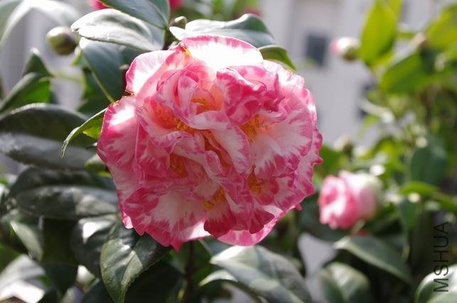 ������С IMGP0991.JPG