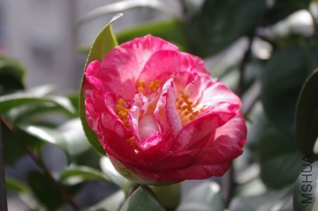 ������С IMGP1290.JPG