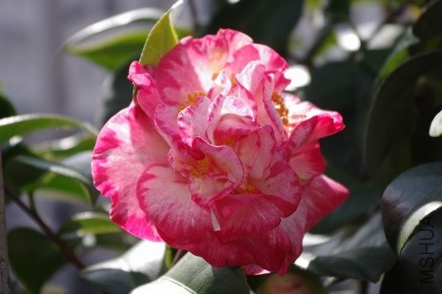 ������С IMGP1526.JPG