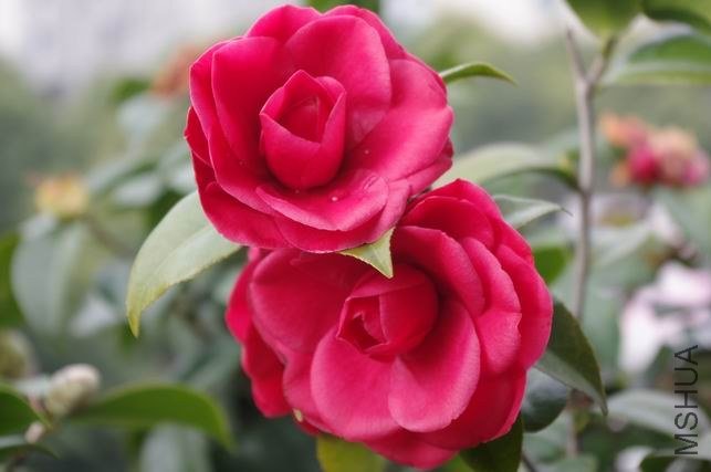 ������С IMGP1019.JPG