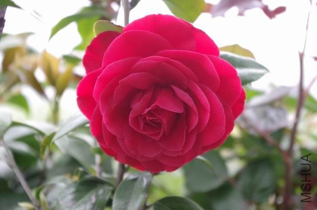 ������С IMGP1833.JPG