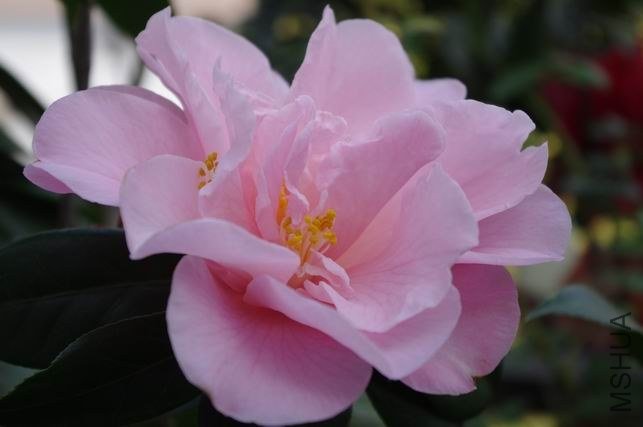 ������С IMGP1294.JPG