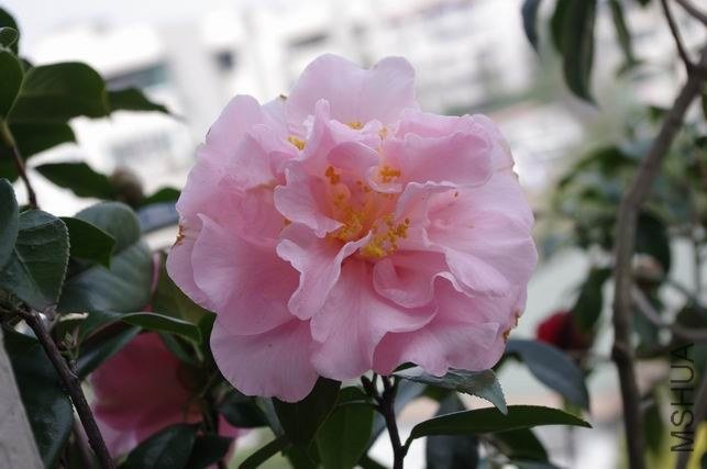 ������С IMGP1037.JPG