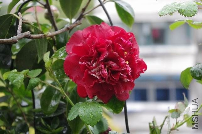 ������С IMGP1041.JPG