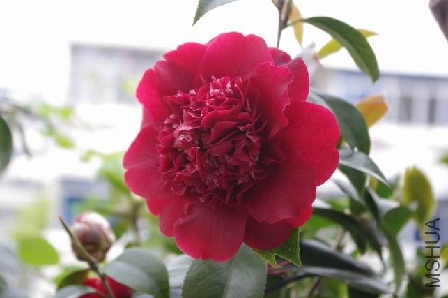 ������С IMGP1745.JPG