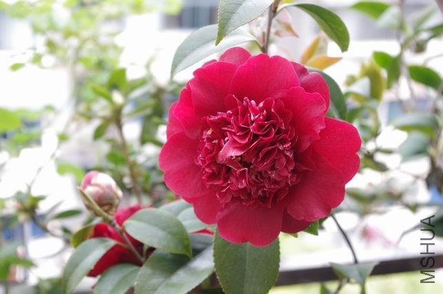 ������С IMGP1750.JPG