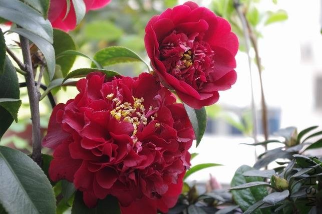 ������С IMGP1810.JPG