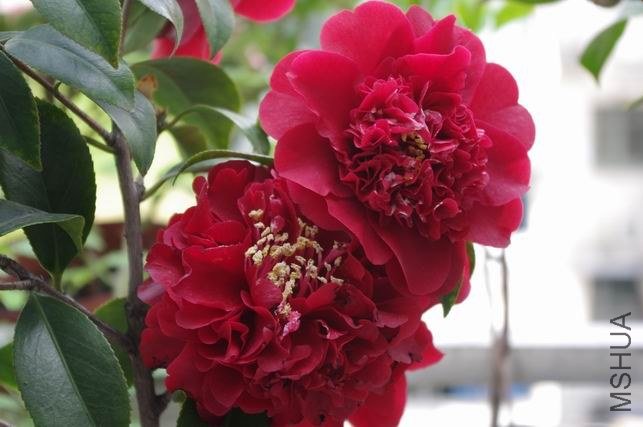 ������С IMGP1827.JPG