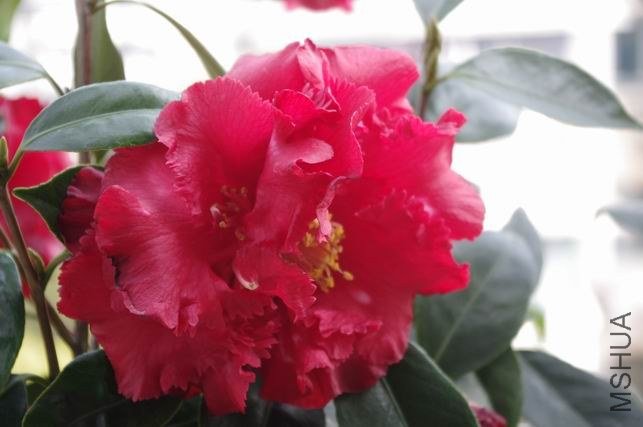 ������С IMGP1159.JPG