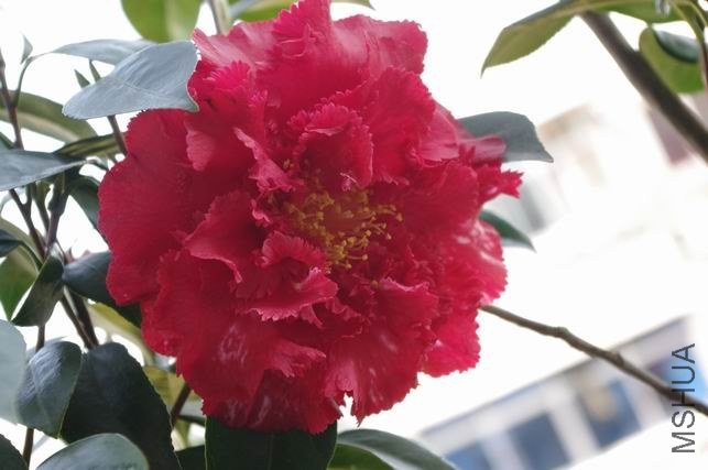 ������С IMGP1520.JPG