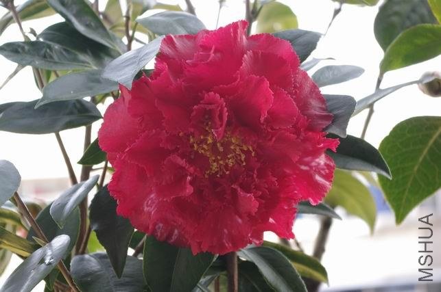 ������С IMGP1515.JPG