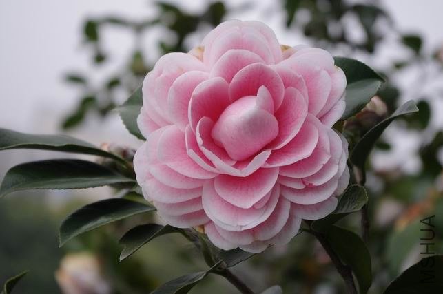 ������С IMGP1052.JPG