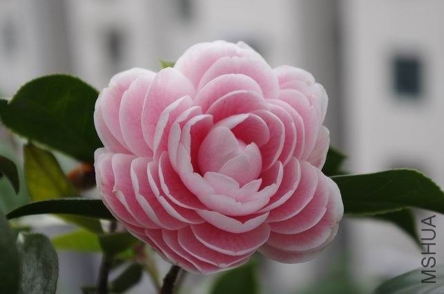 ������С IMGP1816.JPG