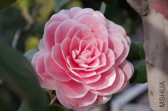 ������С IMGP1615.JPG