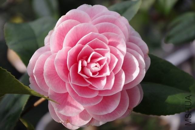 ������С IMGP1618.JPG