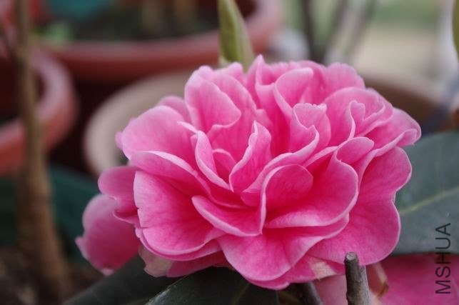 ������С IMGP1756.JPG