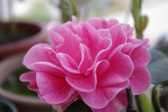 ������С IMGP1795.JPG