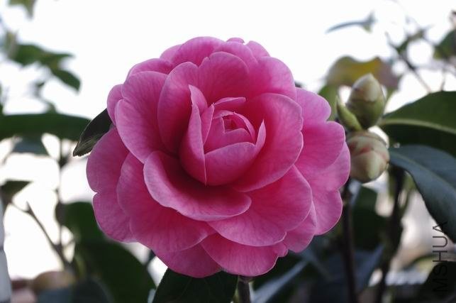 ������С IMGP1054.JPG