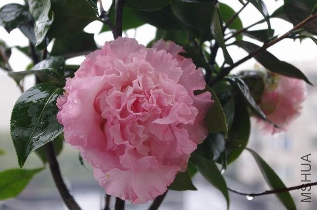 ������С IMGP1081.JPG