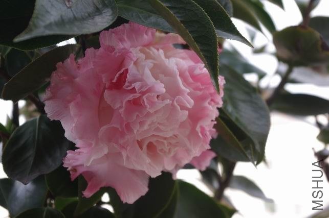 ������С IMGP1180.JPG