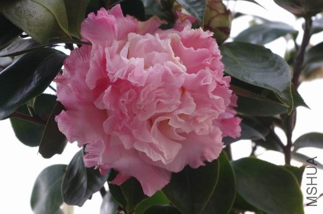 ������С IMGP1247.JPG