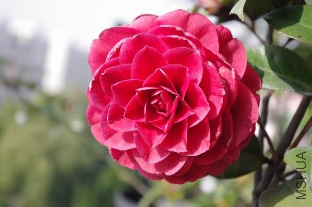 ������С IMGP1148.JPG