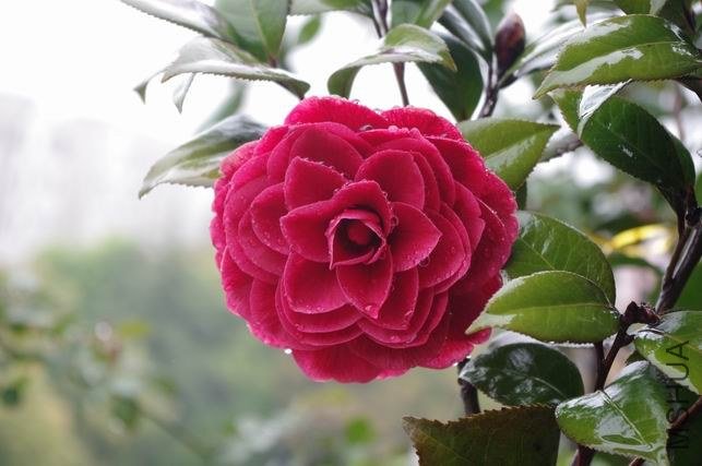 ������С IMGP1549.JPG