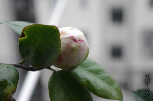 ������С IMGP1099.JPG