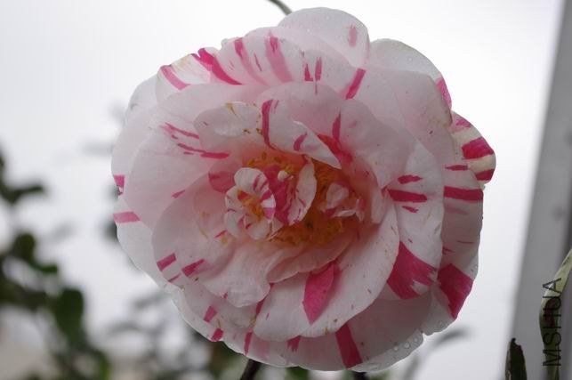 ������С IMGP1097.JPG