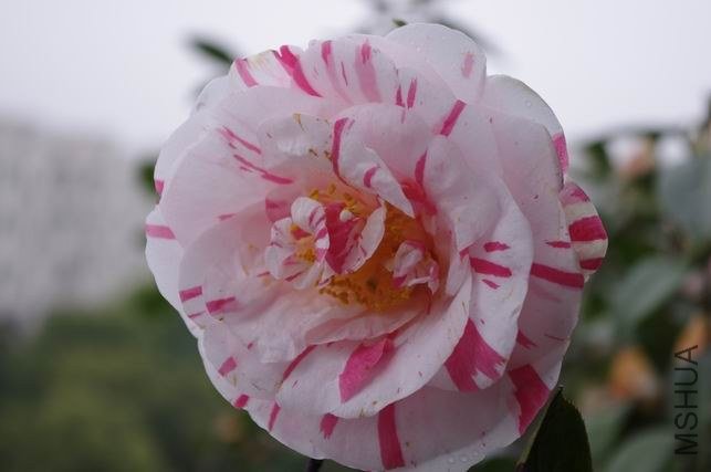 ������С IMGP1102.JPG