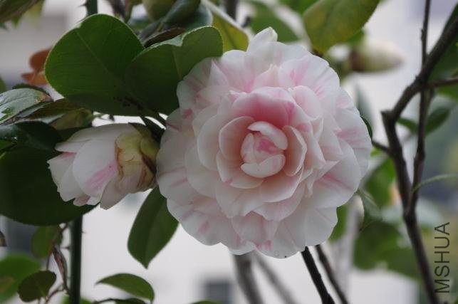 ������С IMGP1104.JPG