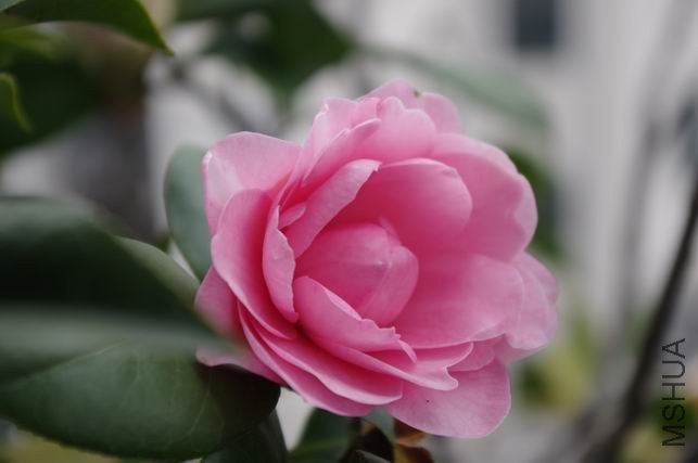 ������С IMGP1192.JPG