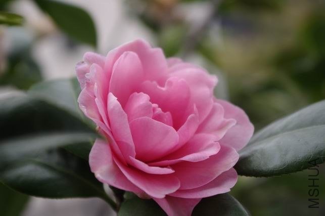 ������С IMGP1232.JPG