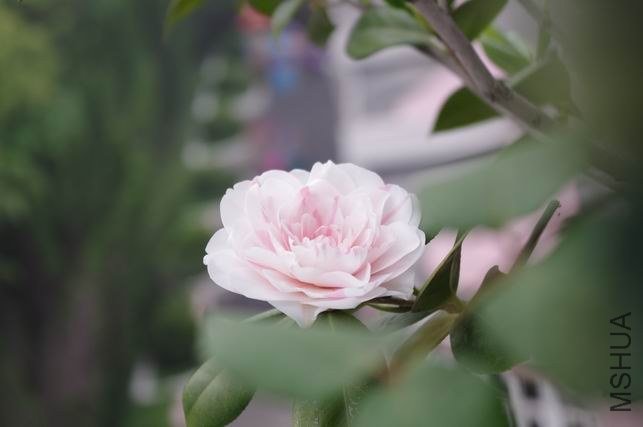 ������С IMGP1844.JPG