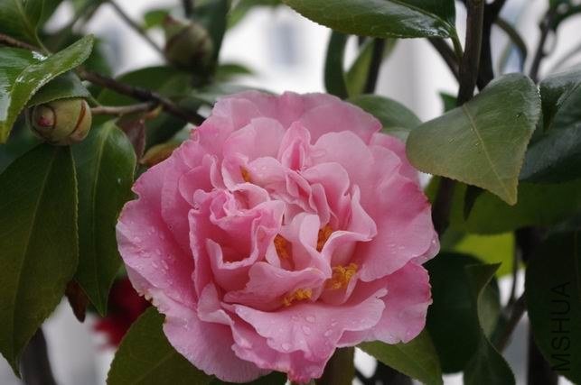 ������С IMGP1116.JPG