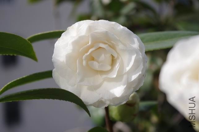 ������С IMGP1149.JPG