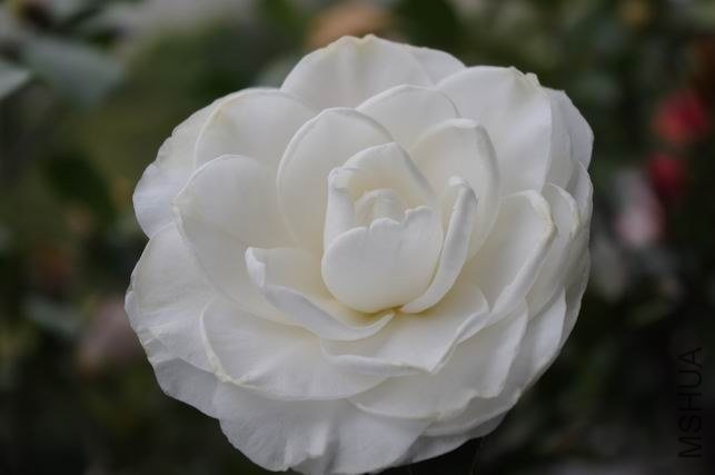 ������С IMGP1233.JPG