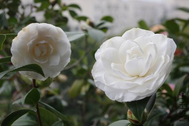 ������С IMGP1227.JPG