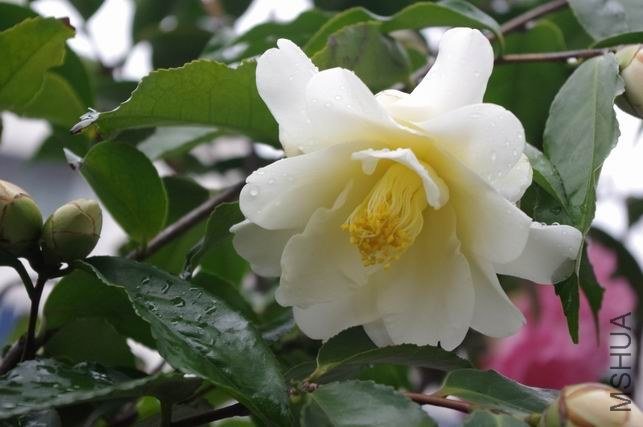 ������С IMGP1135.JPG