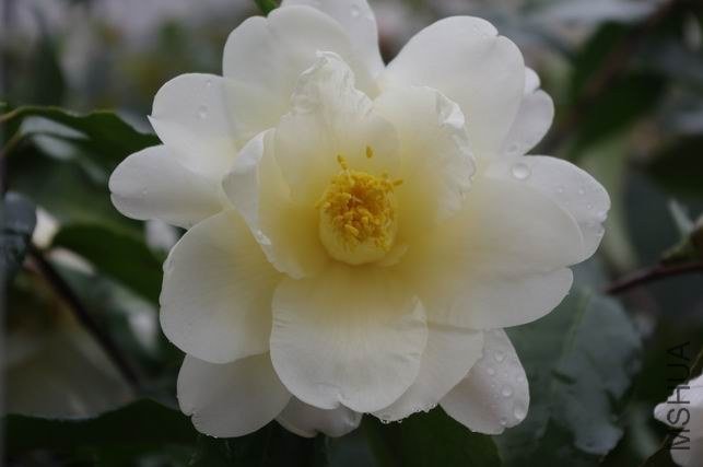 ������С IMGP1137.JPG