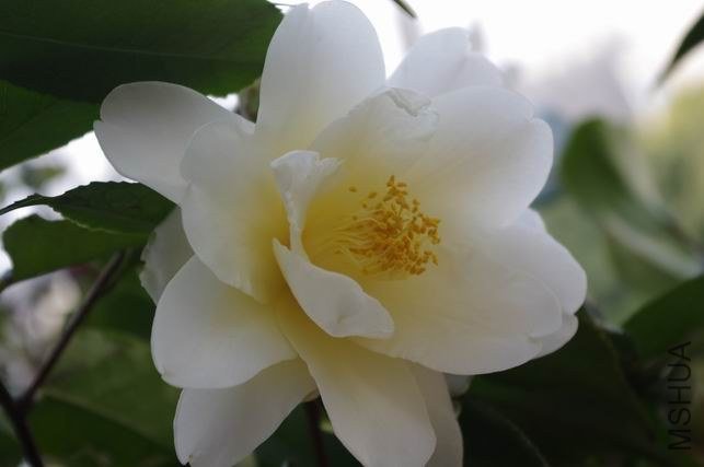 ������С IMGP1175.JPG