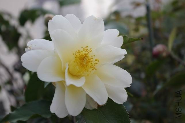 ������С IMGP1185.JPG