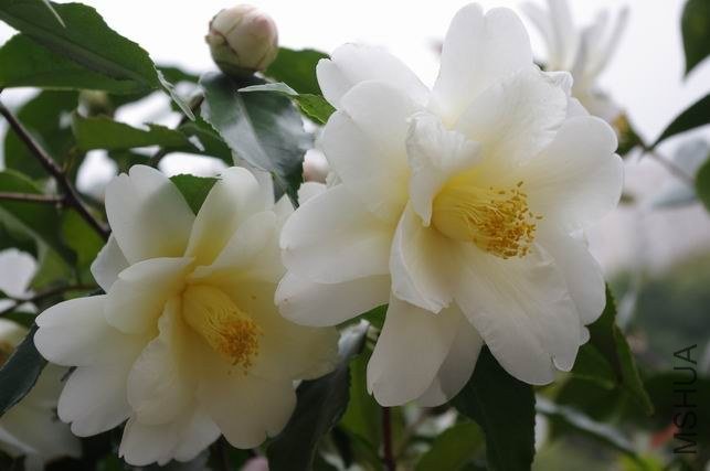 ������С IMGP1239.JPG