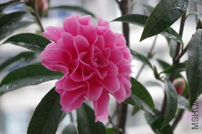 ������С IMGP1144.JPG