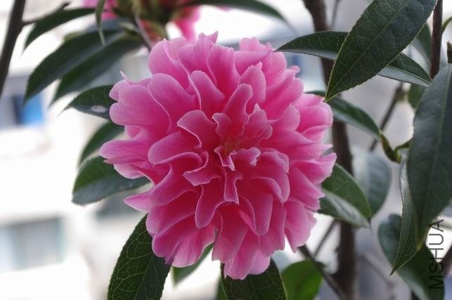 ������С IMGP1254.JPG