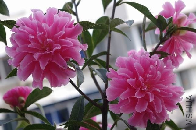 ������С IMGP1308.JPG